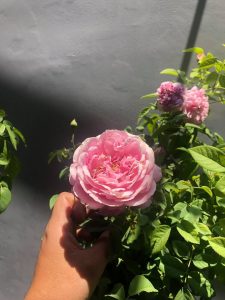 cây hoa hồng ngoại